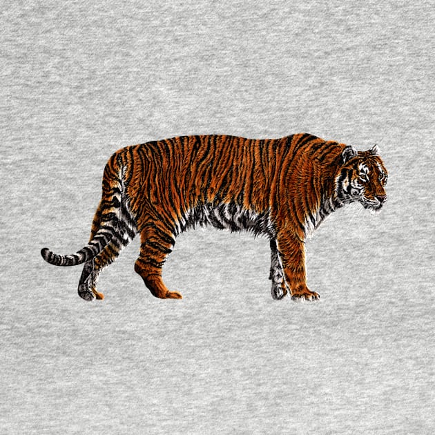 Amur tiger colour drawing by lorendowding